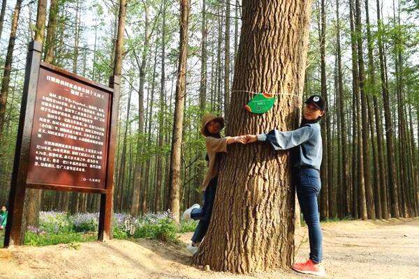 杨树的生长环境，杨树为什么大小都不一样？