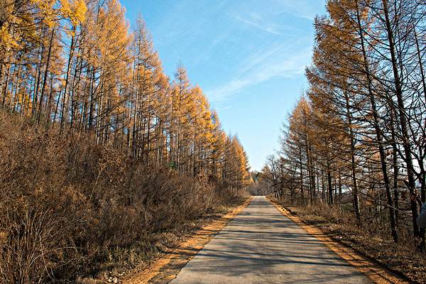 详细介绍杨树的分布范围，杨树的种植基地在哪儿？