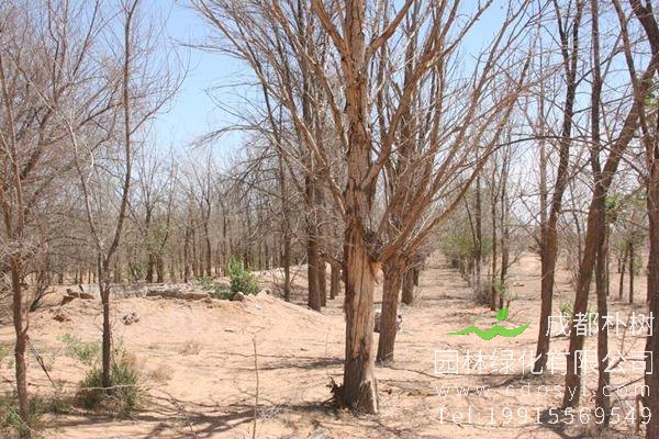 杨树的形态特征是什么？杨树盆景怎么剪枝和造型设计？