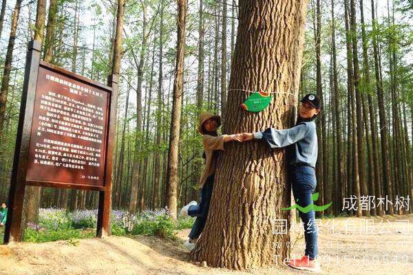 杨树的生长环境，杨树为什么大小都不一样？