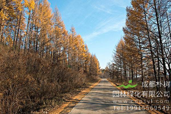 详细介绍杨树的分布范围，杨树的种植基地在哪儿？