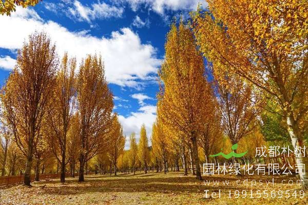 简述杨树的功效与作用，杨树的主要价值