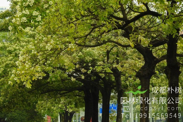 “南国冬生暖，糖胶树树花”，讲的就是糖胶树花开的场景。糖胶树生长速度快，三五年即可变成树中“少年”，七八年间就能成为“硬汉”。树枝茂盛具有生命力，像是在往上托举。作为园林绿化苗木的宠儿，糖胶树还有哪些特点，价格又是多少呢？下面朴树园林小编为大家详细介绍。