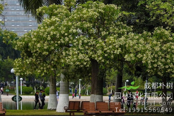 “南国冬生暖，糖胶树树花”，讲的就是糖胶树花开的场景。糖胶树生长速度快，三五年即可变成树中“少年”，七八年间就能成为“硬汉”。树枝茂盛具有生命力，像是在往上托举。作为园林绿化苗木的宠儿，糖胶树还有哪些特点，价格又是多少呢？下面朴树园林小编为大家详细介绍。