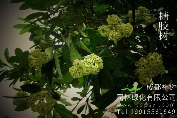 “南国冬生暖，糖胶树树花”，讲的就是糖胶树花开的场景。糖胶树生长速度快，三五年即可变成树中“少年”，七八年间就能成为“硬汉”。树枝茂盛具有生命力，像是在往上托举。作为园林绿化苗木的宠儿，糖胶树还有哪些特点，价格又是多少呢？下面朴树园林小编为大家详细介绍。