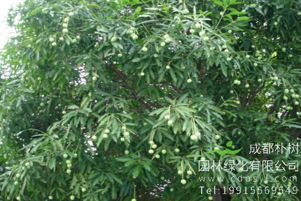 扁桃树价格-图片-形态特征-营养价值-生长环境-分布范围