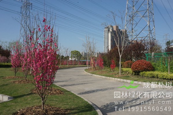 帚桃价格-图片-形态特征-经济价值-生长习性-分布范围