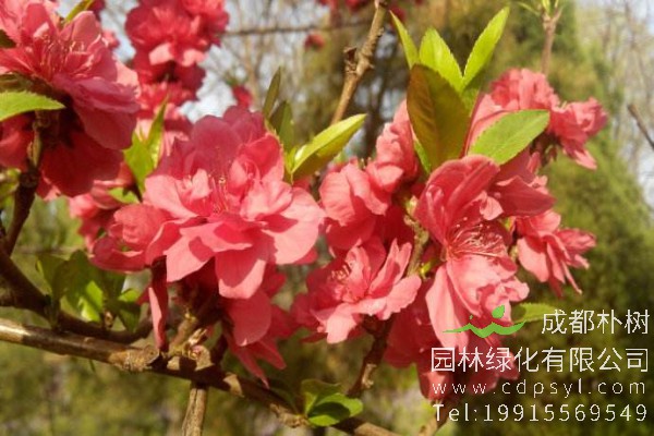 帚桃价格-图片-形态特征-经济价值-生长习性-分布范围