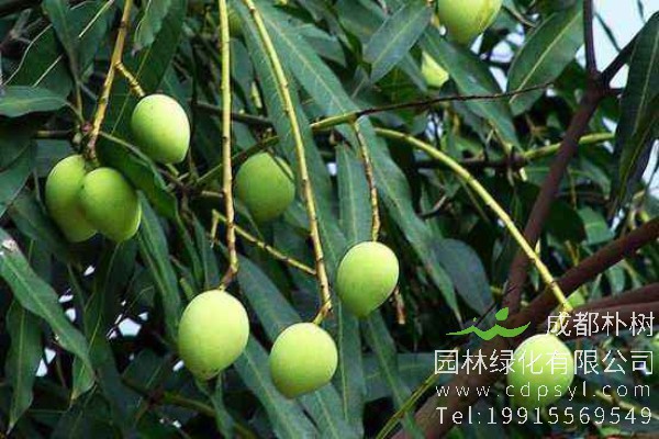 扁桃树价格-图片-形态特征-营养价值-生长环境-分布范围