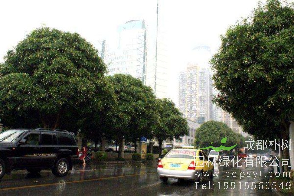 扁桃树价格-图片-形态特征-营养价值-生长环境-分布范围