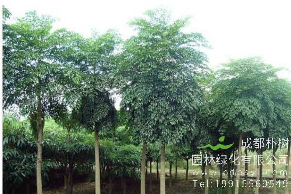 幌伞枫价格-图片-形态特征-主要价值-生长环境-分布范围