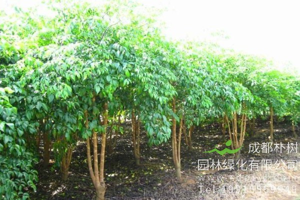 幌伞枫价格-图片-形态特征-主要价值-生长环境-分布范围