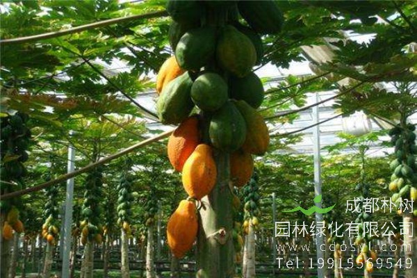 木瓜树价格-图片-形态特征-经济价值-分布范围-生长习性