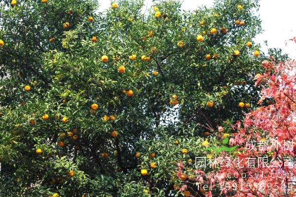 香橼价格-图片-形态特征-主要价值-分布范围-生长习性