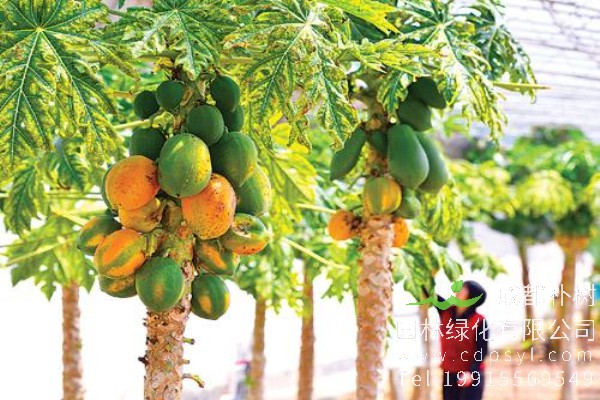 木瓜树价格-图片-形态特征-经济价值-分布范围-生长习性