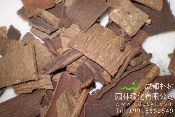 杜仲价格-图片-形态特征-主要价值-分布范围