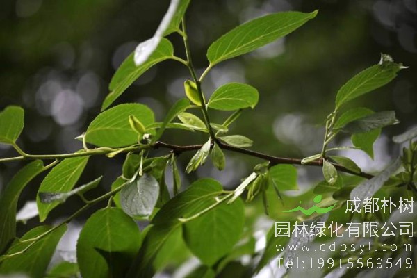 杜仲价格-图片-形态特征-主要价值-分布范围