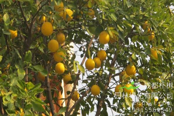 香橼价格-图片-形态特征-主要价值-分布范围-生长习性