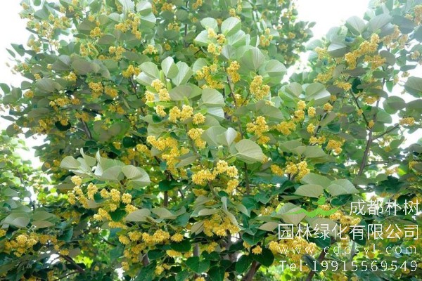 椴树价格-图片-形态特征-主要价值-分布范围-生长习性-植物文化