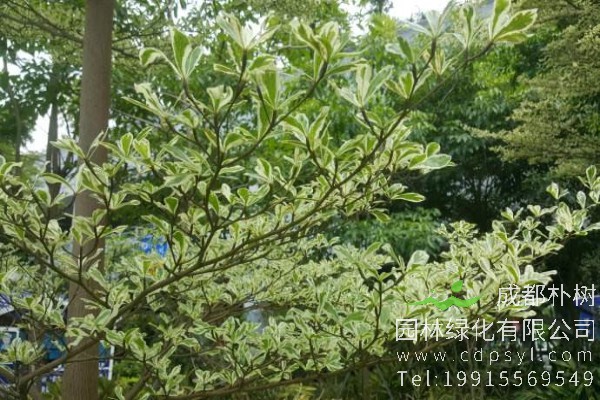 锦叶榄仁价格-图片-形态特征-主要价值-分布范围-生长环境