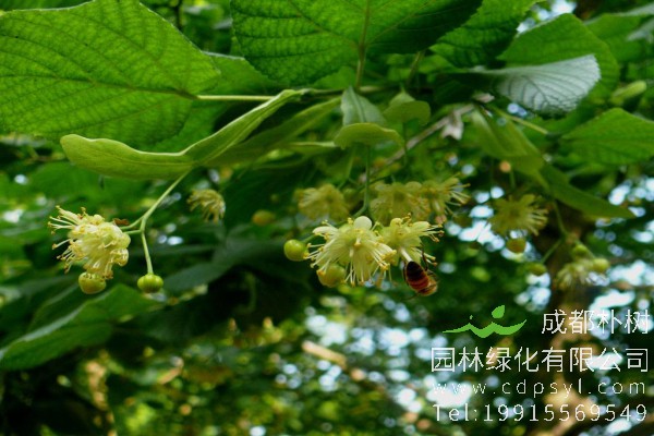 椴树价格-图片-形态特征-主要价值-分布范围-生长习性-植物文化