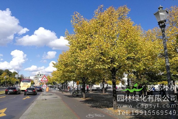 椴树价格-图片-形态特征-主要价值-分布范围-生长习性-植物文化