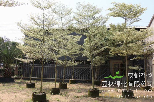 锦叶榄仁价格-图片-形态特征-主要价值-分布范围-生长环境