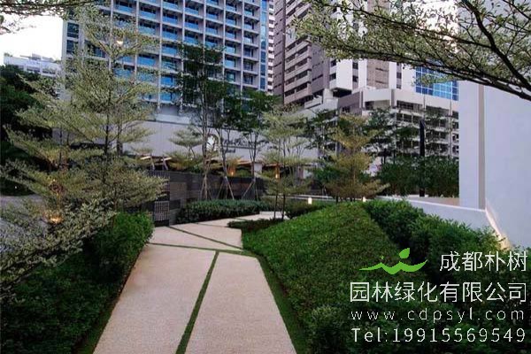 锦叶榄仁价格-图片-形态特征-主要价值-分布范围-生长环境