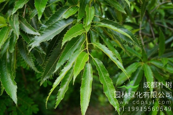 麻栎价格-图片-形态特征-主要价值-分布范围-生长习性