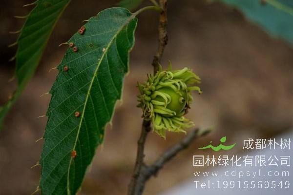 麻栎价格-图片-形态特征-主要价值-分布范围-生长习性