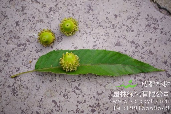 麻栎价格-图片-形态特征-主要价值-分布范围-生长习性