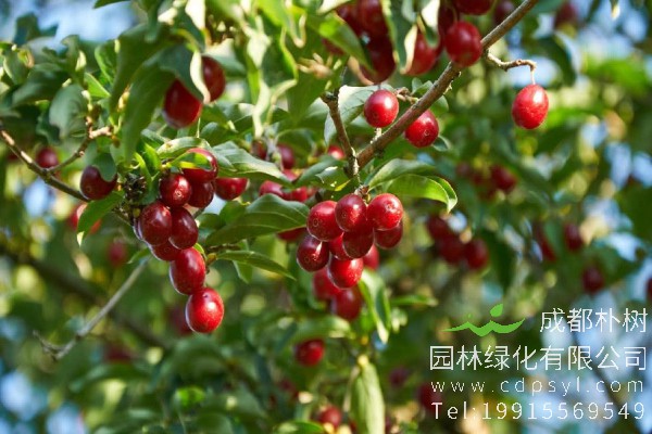 山茱萸价格-图片-形态特征-主要价值-生长环境-分布范围-植物文化