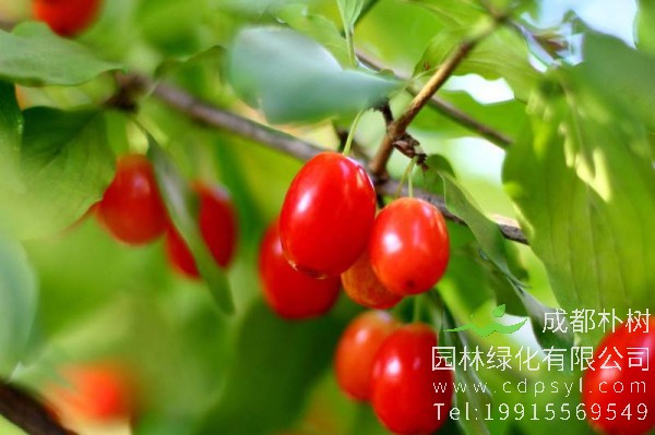 山茱萸价格-图片-形态特征-主要价值-生长环境-分布范围-植物文化