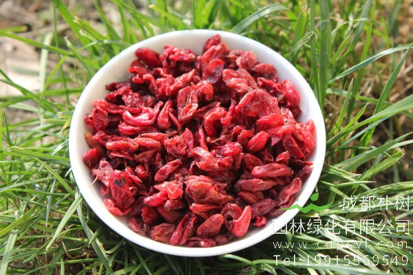 山茱萸价格-图片-形态特征-主要价值-生长环境-分布范围-植物文化