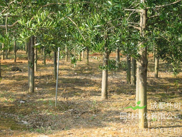 竹柏价格-图片-形态特征-产地生境-生长习性-主要价值以及植物文化