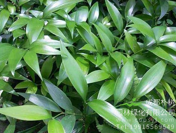 竹柏繁殖方法、栽培技术以及病虫防治介绍