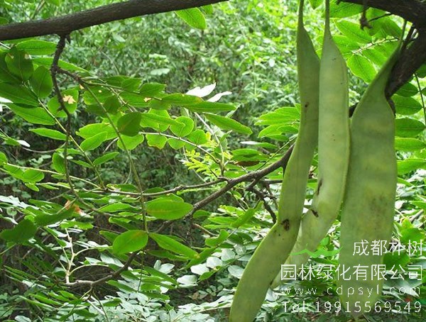 皂角树价格-图片-形态特征-地理分布-生态习性以及经济价值