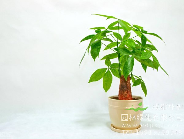 发财树价格-图片-形态特征-分布范围-生长环境-以及主要价值