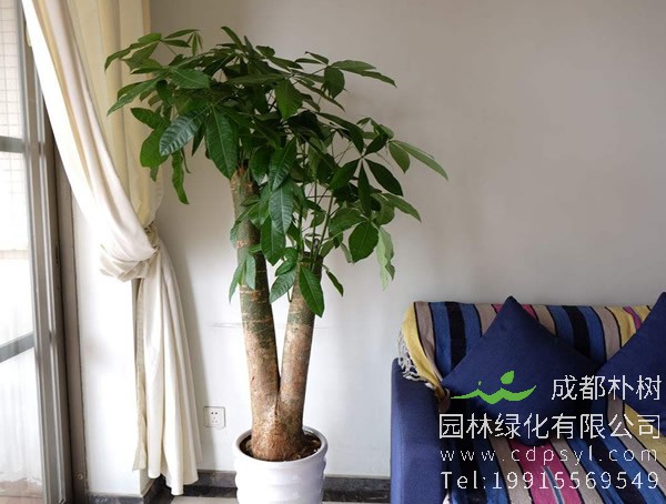 发财树繁殖方式、栽培技术以及病虫防治介绍