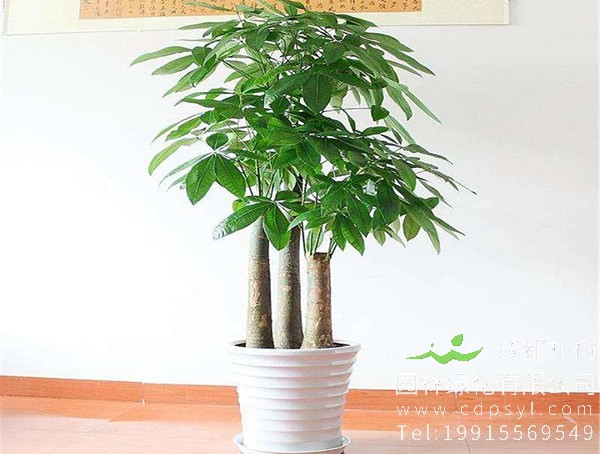 发财树价格-图片-形态特征-分布范围-生长环境-以及主要价值