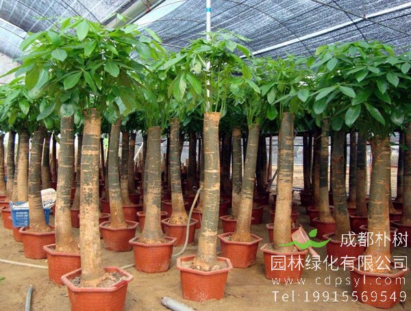 发财树价格-图片-形态特征-分布范围-生长环境-以及主要价值