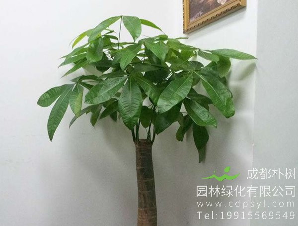 发财树的寓意，发财树的花语是什么？