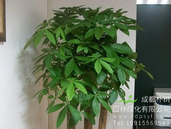 发财树繁殖方式、栽培技术以及病虫防治介绍