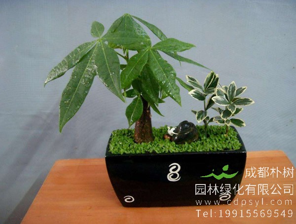 发财树价格，发财树价格一般在多少钱？