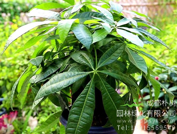 发财树的功效与作用是什么？发财树的价值有哪些？