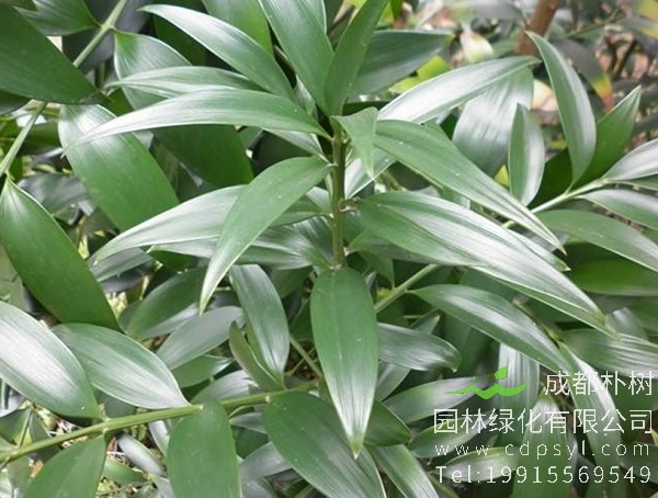 解读竹柏的象征，竹柏花语是什么？