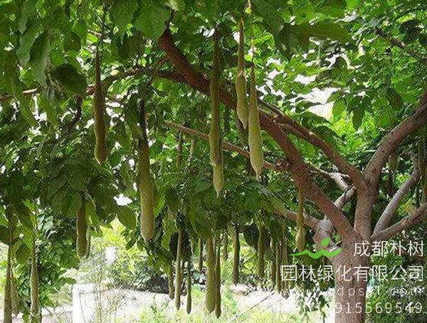 皂角树价格-图片-形态特征-地理分布-生态习性以及经济价值