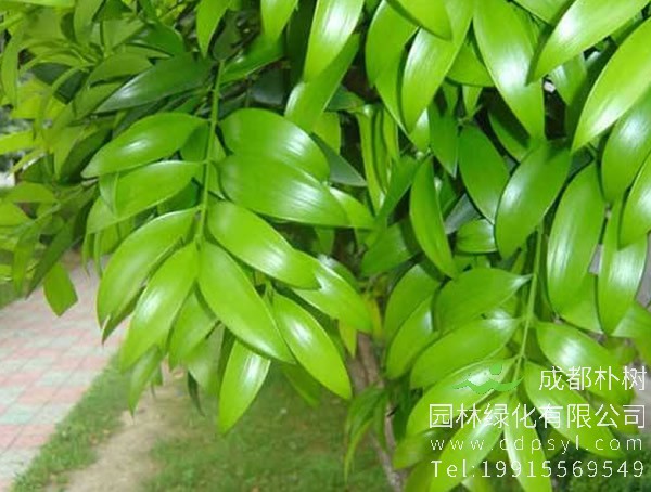 解读竹柏的象征，竹柏花语是什么？