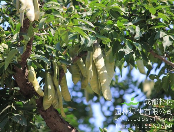 皂角树价格-图片-形态特征-地理分布-生态习性以及经济价值