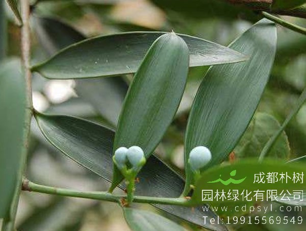 竹柏的寓意是什么，竹柏树与风水学的关系